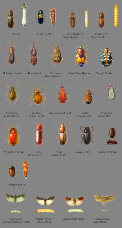 Stored product pests